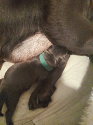 Labrador Retriever