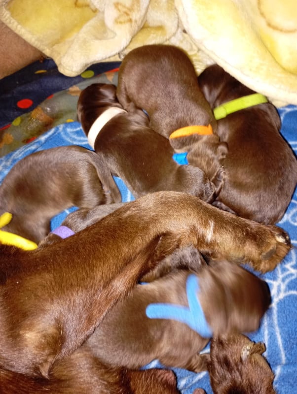 Labrador Retriever - des Hautes-Pyrénées