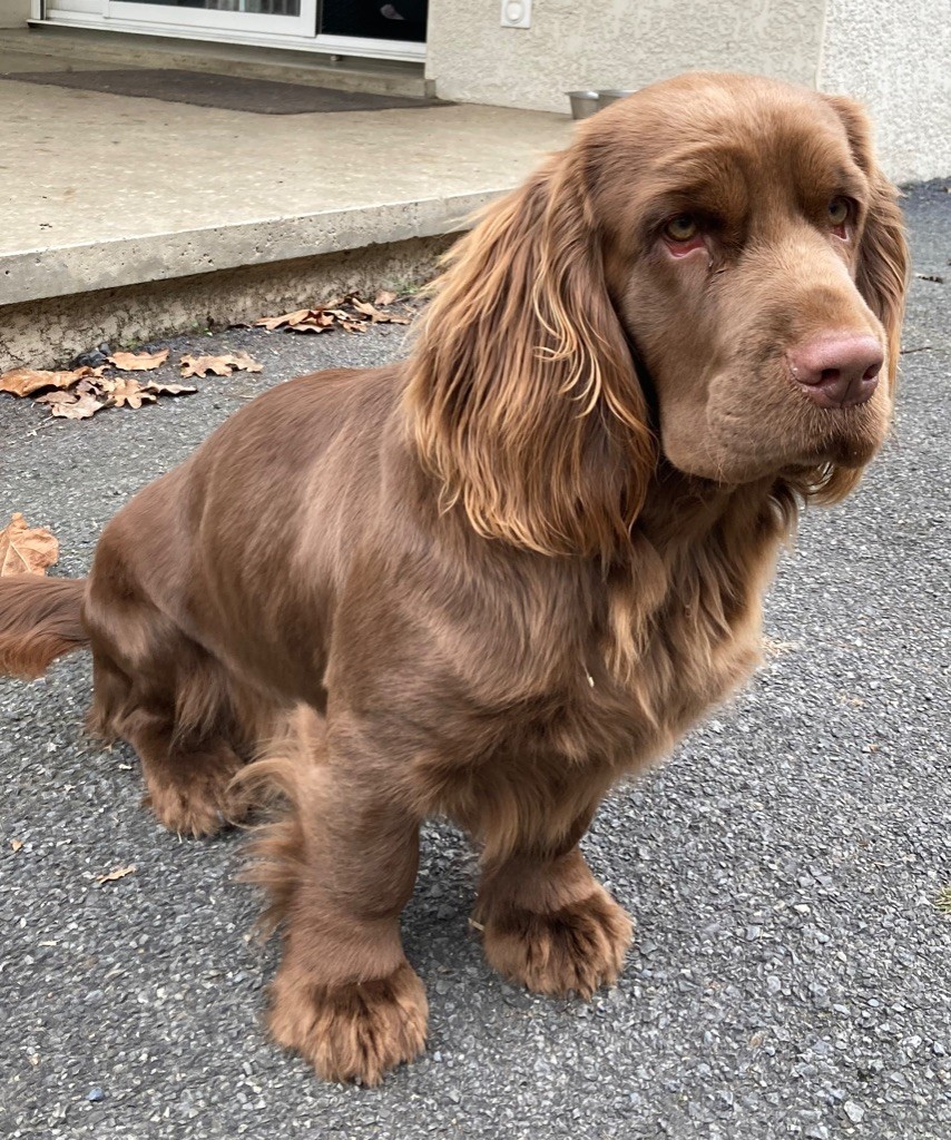 Goldy sanshain iz valley wins