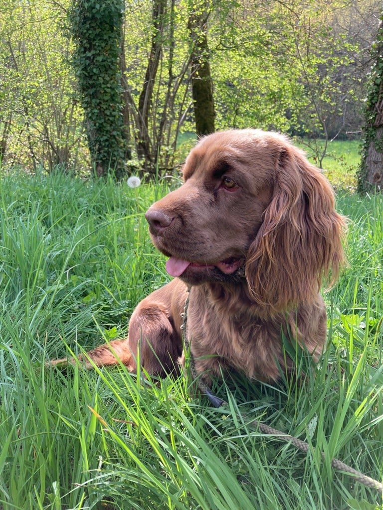 Goldy sanshain iz valley wins