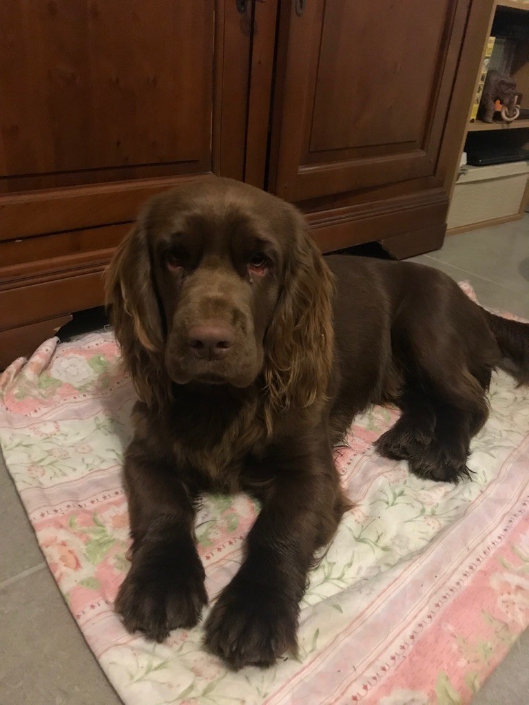 Goldy sanshain iz valley wins