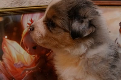 Les chiots de Berger Australien