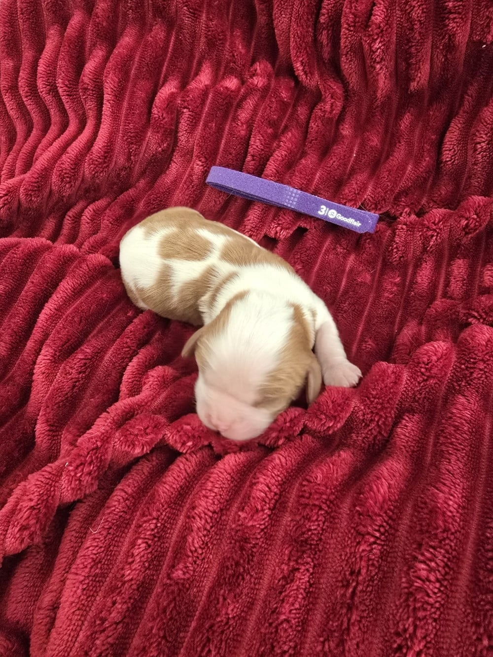 BOSTON - Cavalier King Charles Spaniel