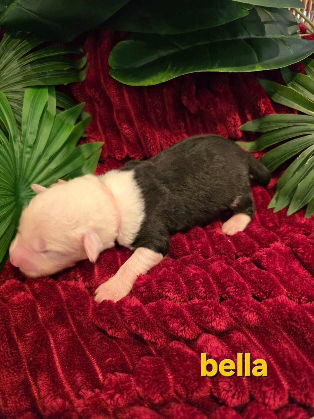 bella