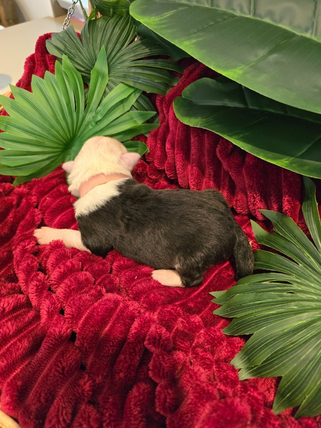 bella