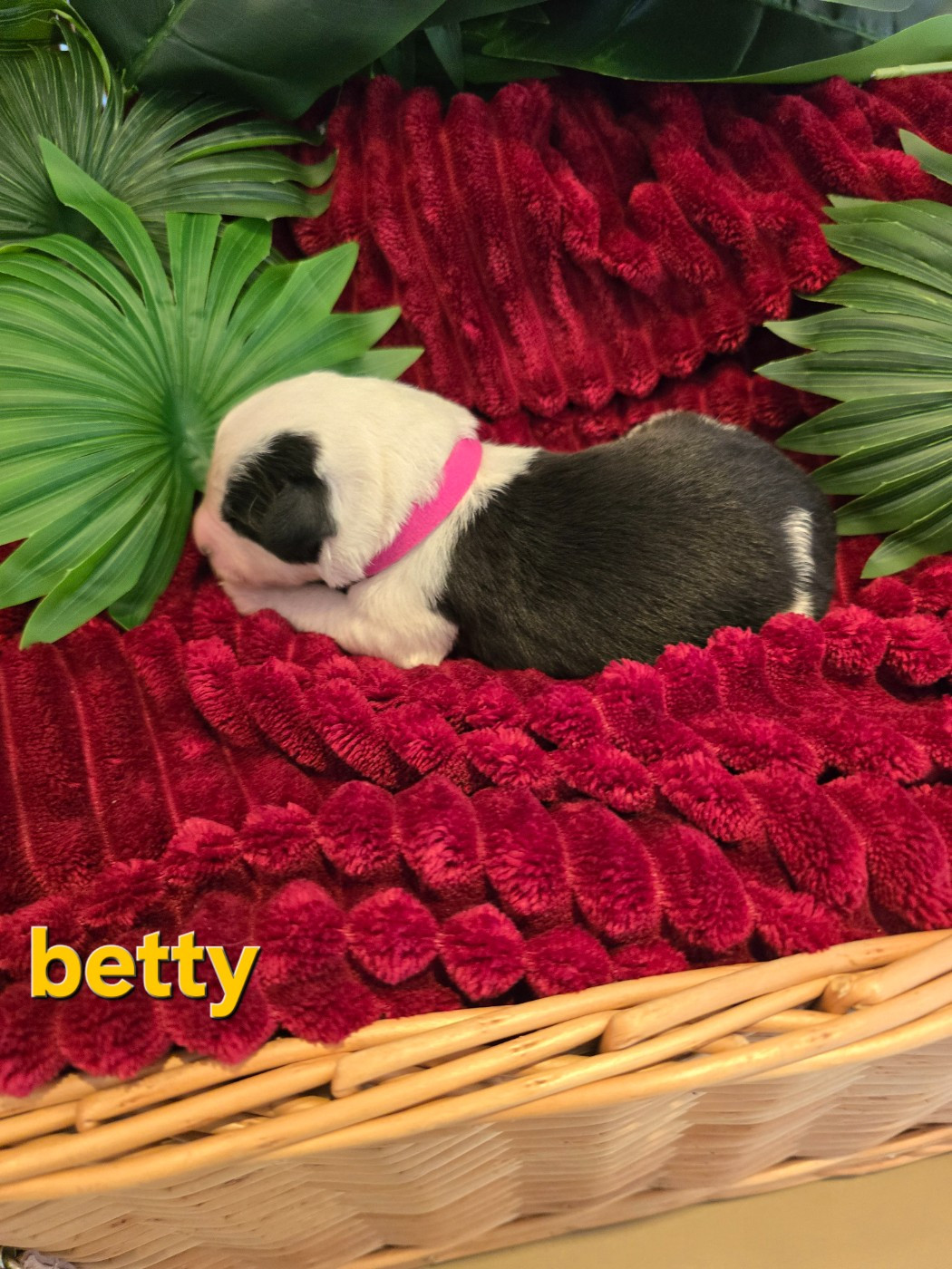 betty - Bobtail
