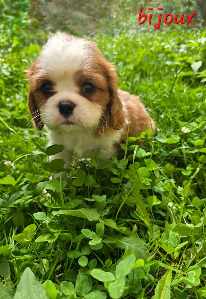 BIJOUX