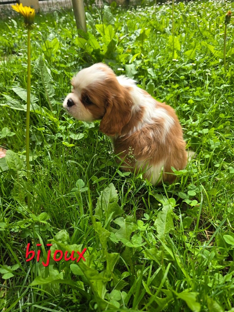 BIJOUX