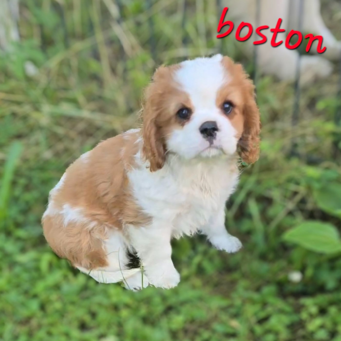 BOSTON