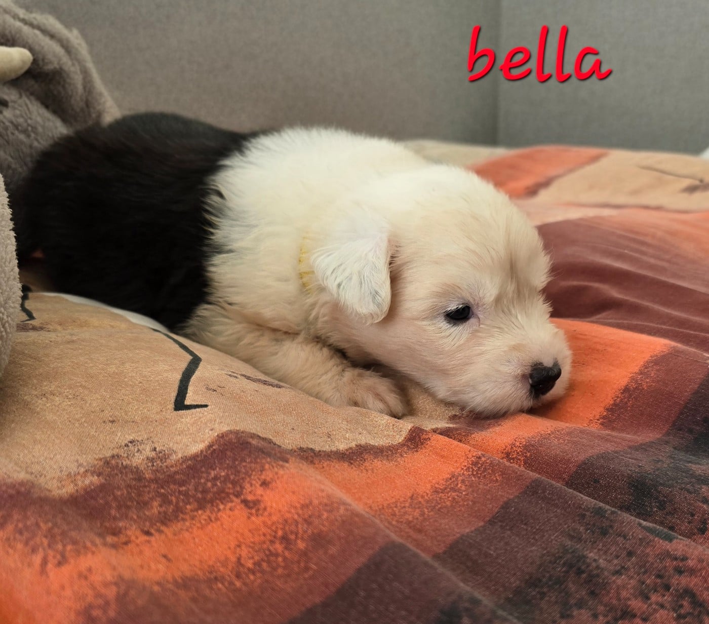 bella