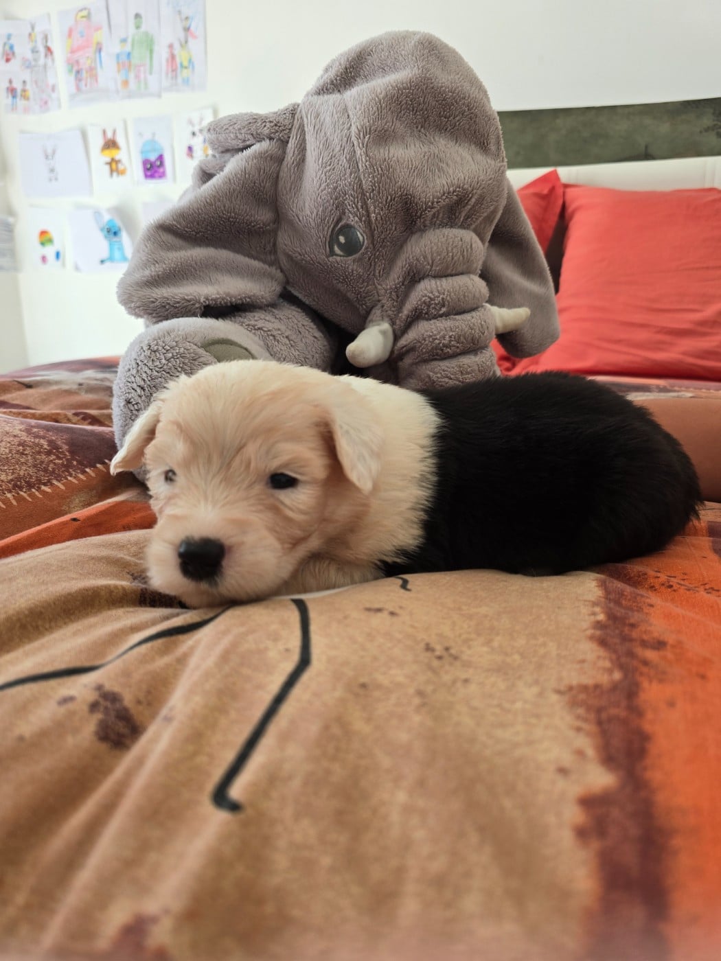 bella