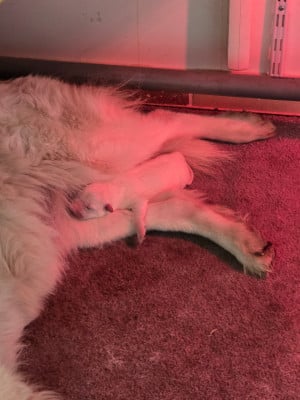 Les chiots de Berger Blanc Suisse