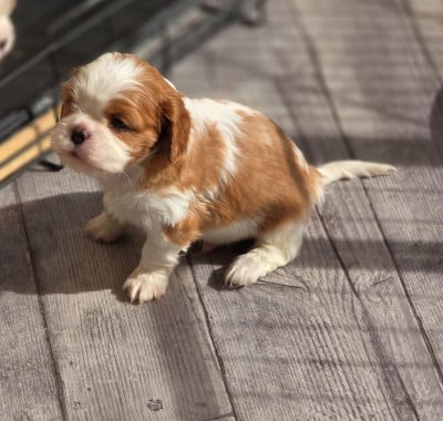 Les chiots de Cavalier King Charles Spaniel