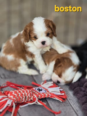 Les chiots de Cavalier King Charles Spaniel