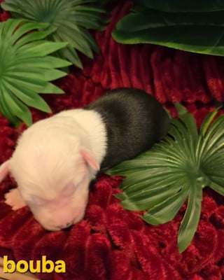 Les chiots de Bobtail