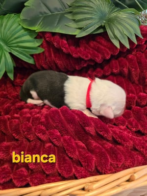Les chiots de Bobtail
