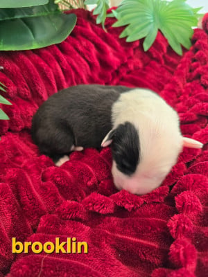 Les chiots de Bobtail