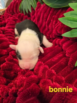 Les chiots de Bobtail