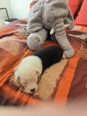 Les chiots de Bobtail