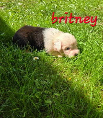 Les chiots de Bobtail
