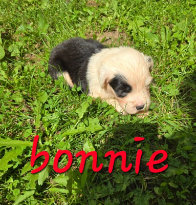 Les chiots de Bobtail