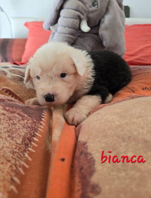 Les chiots de Bobtail