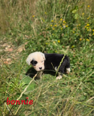 Les chiots de Bobtail