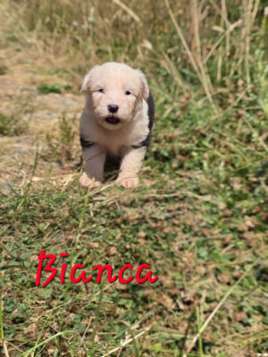 Les chiots de Bobtail