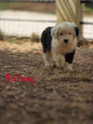 Les chiots de Bobtail