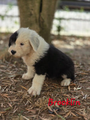 Les chiots de Bobtail