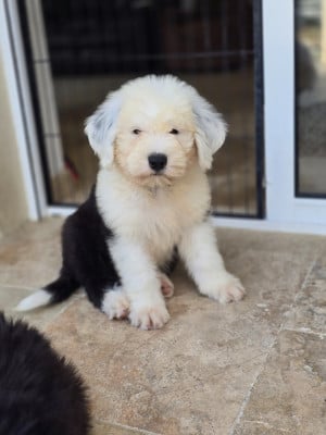 Les chiots de Bobtail