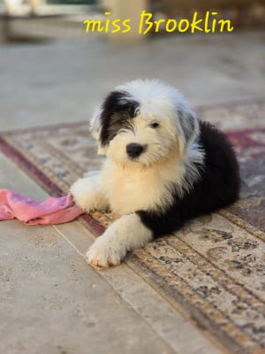 Les chiots de Bobtail