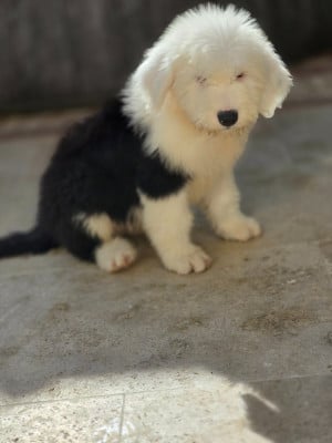 Les chiots de Bobtail