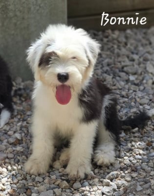 Les chiots de Bobtail