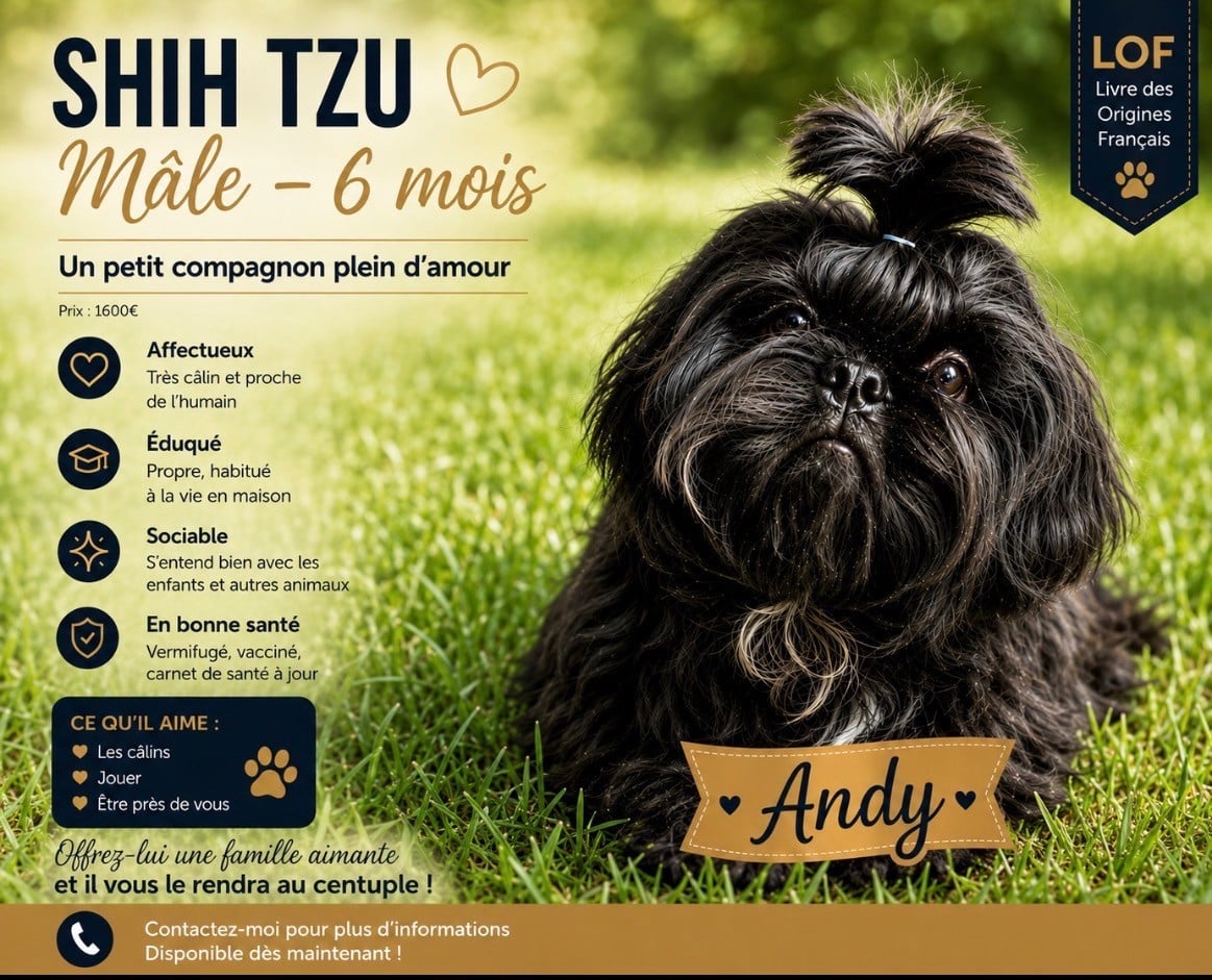 Shih Tzu - (Sans Affixe)