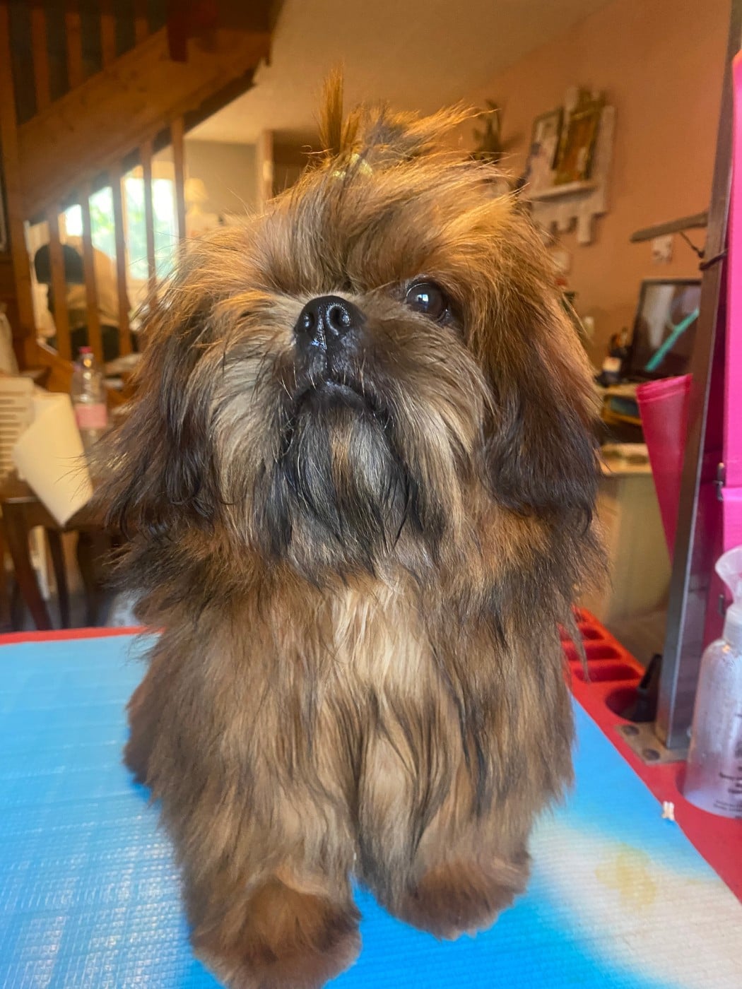 Shih Tzu - (Sans Affixe)