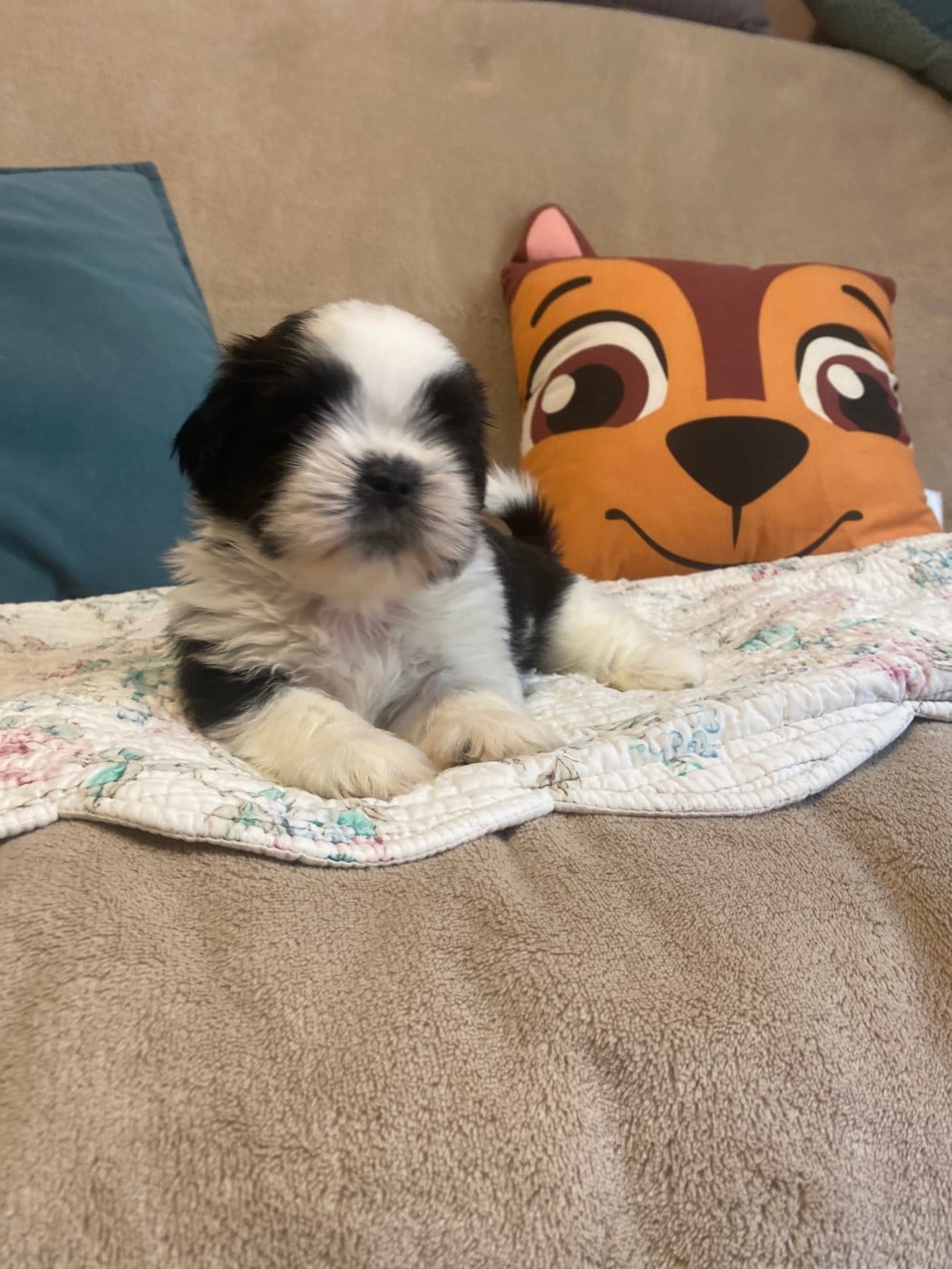 Shih Tzu - (Sans Affixe)