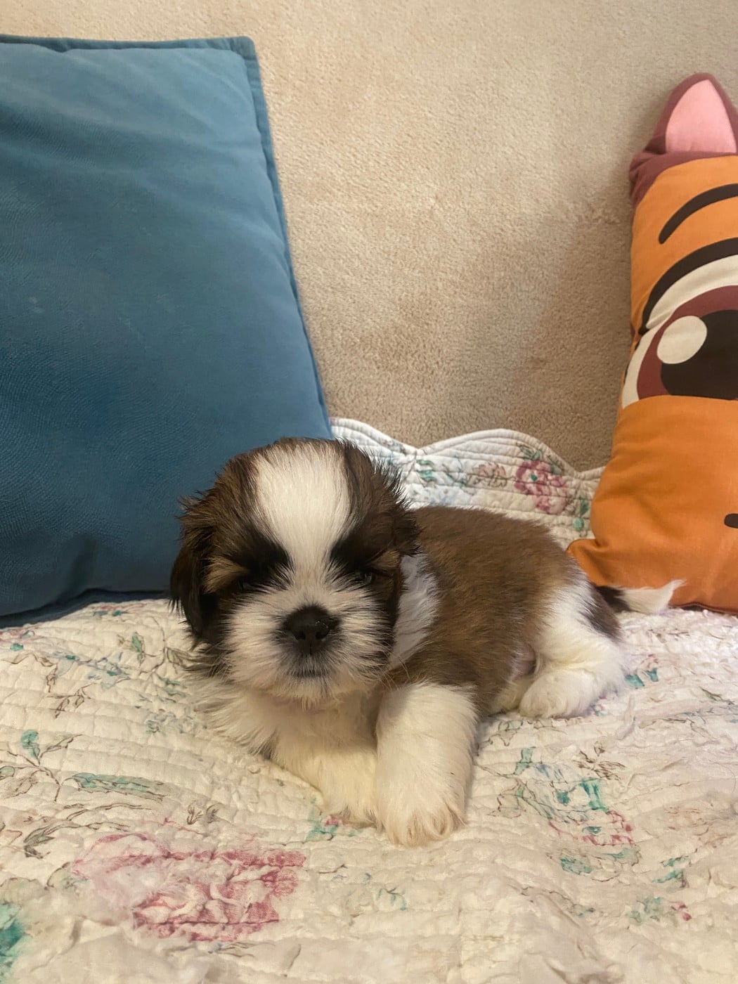 Shih Tzu - (Sans Affixe)