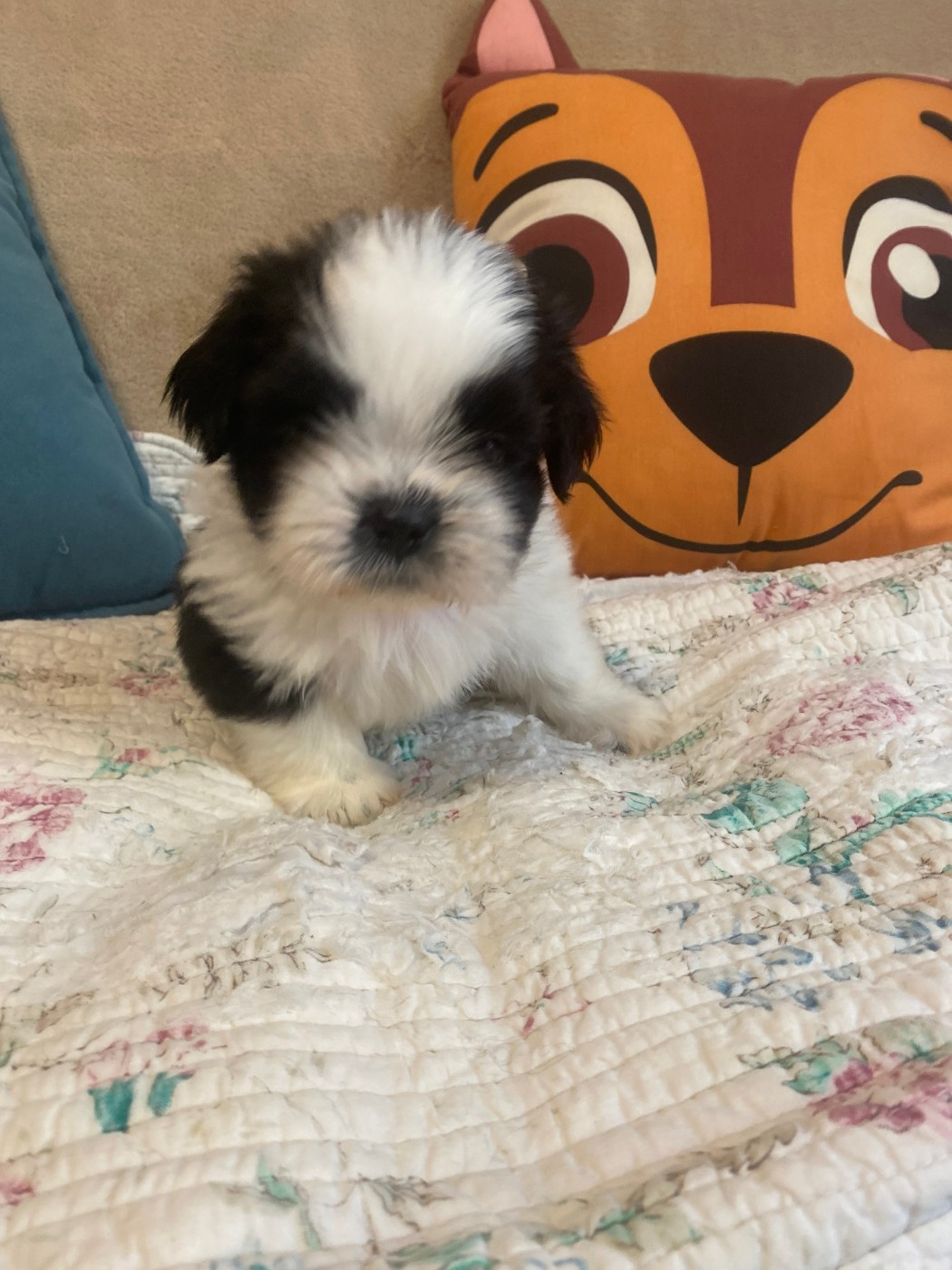 Chiot N°4