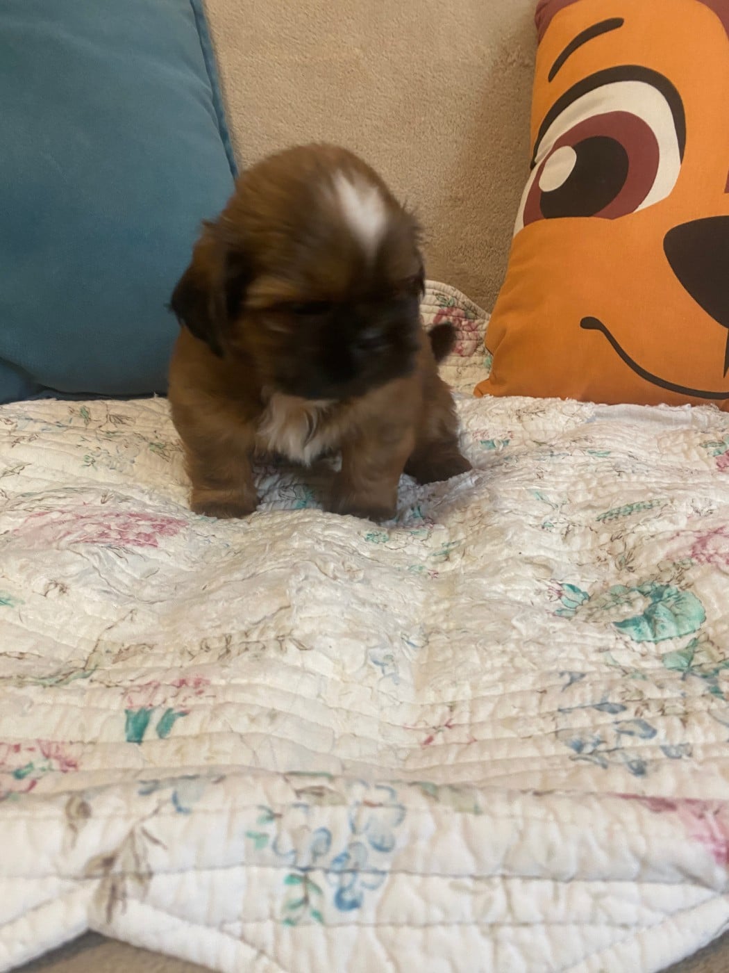 Chiot N°5