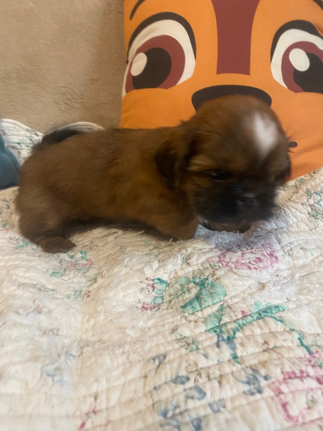 Chiot N°5
