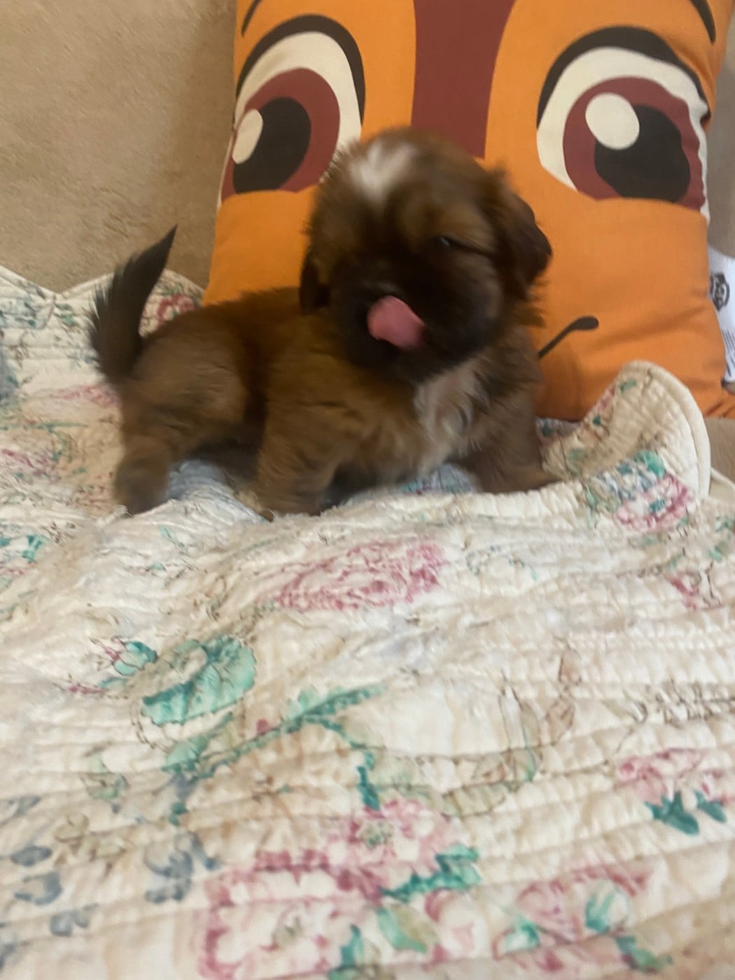 Chiot N°5