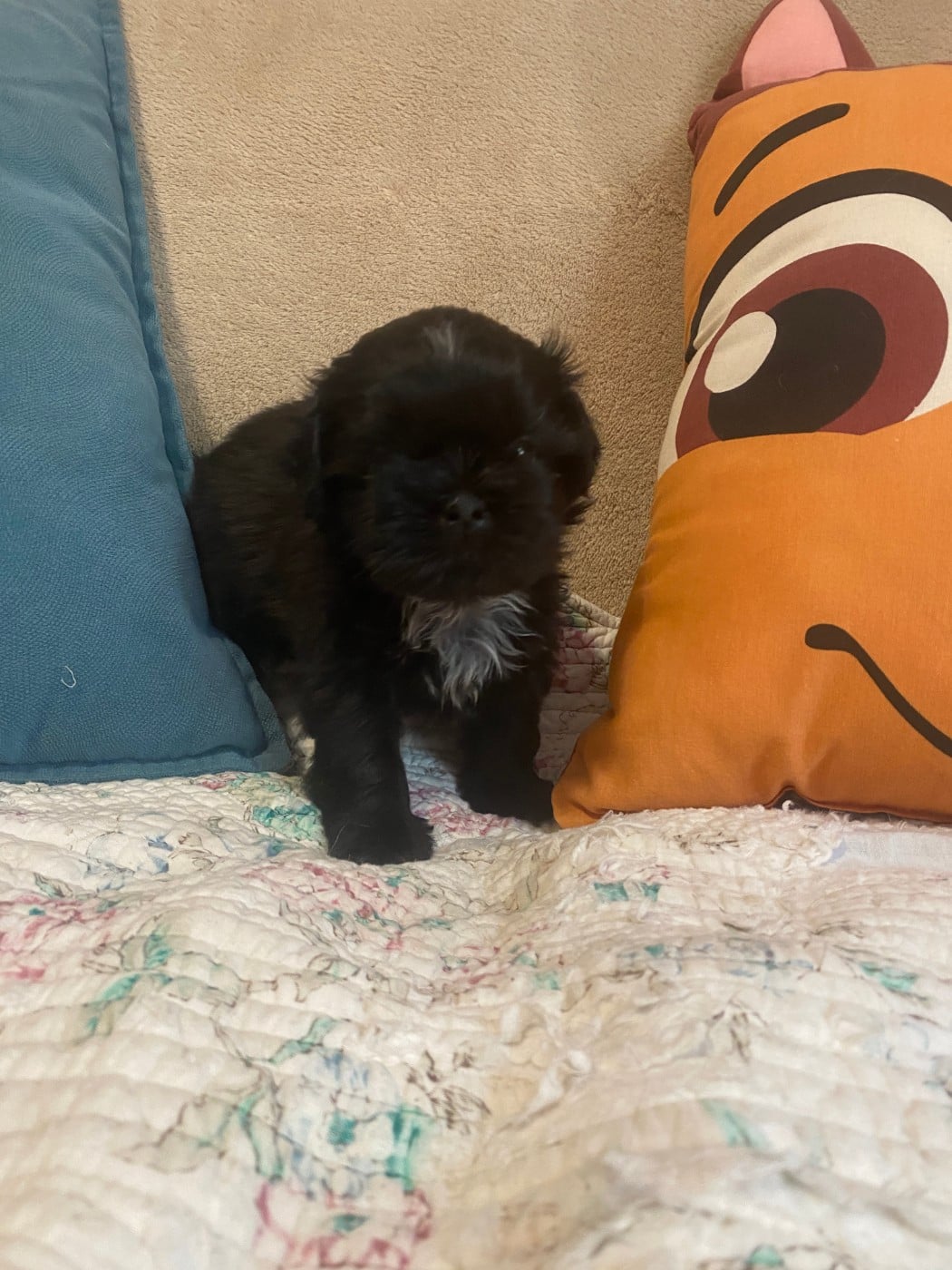 Chiot N°6