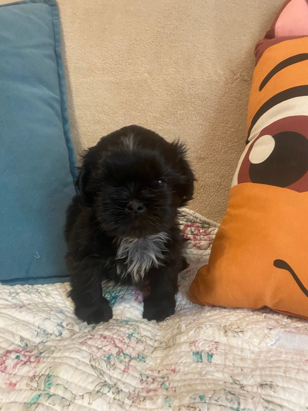 Chiot N°6