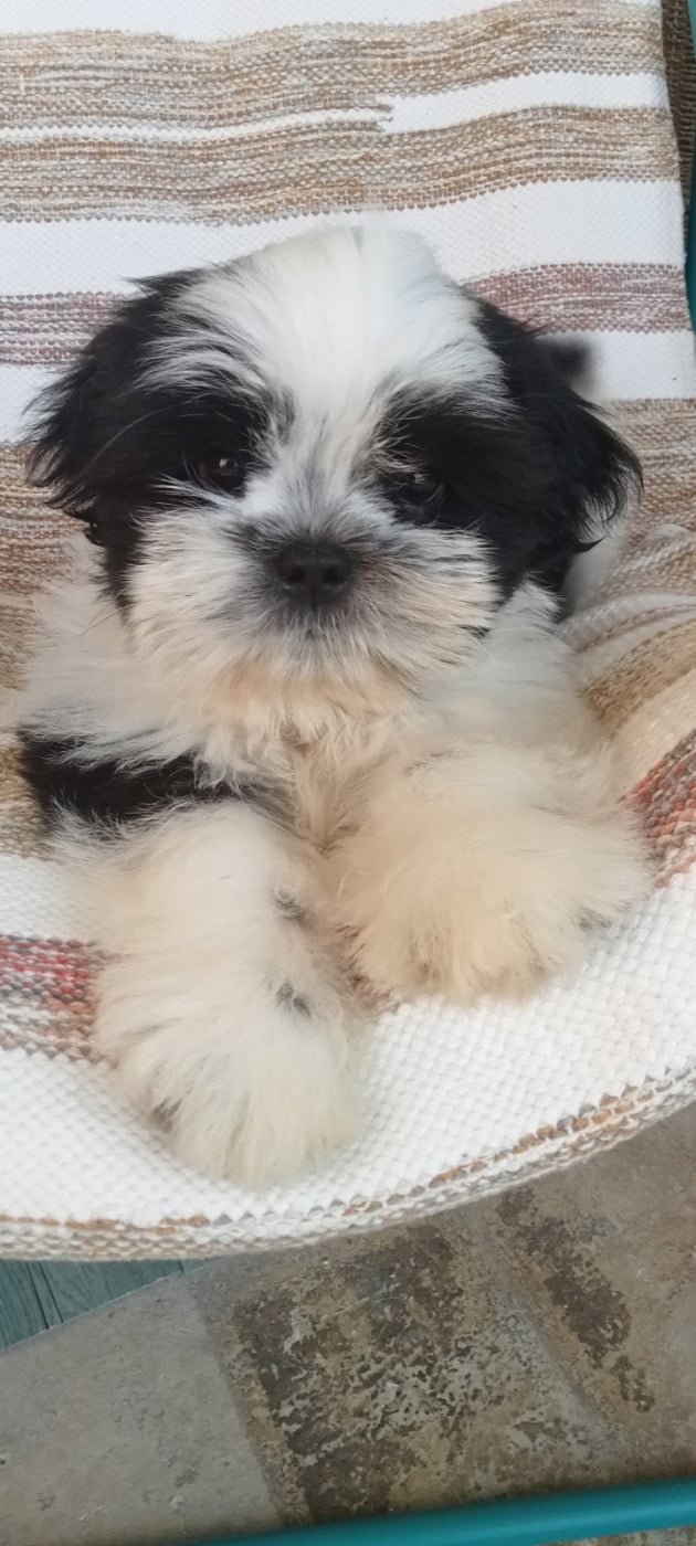 Shih Tzu - (Sans Affixe)