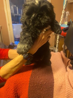 Les chiots de Shih Tzu