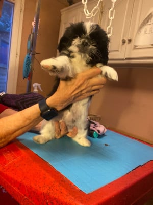 Les chiots de Shih Tzu