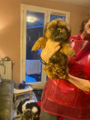 Les chiots de Shih Tzu