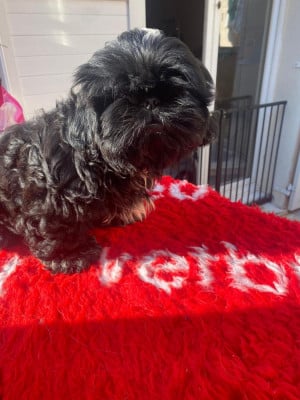 Les chiots de Shih Tzu