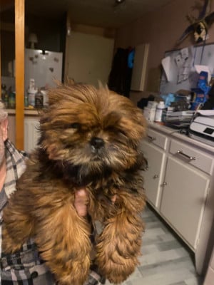 Les chiots de Shih Tzu